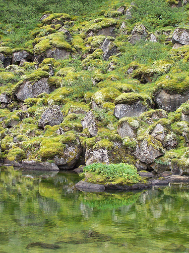 Rock water lichen